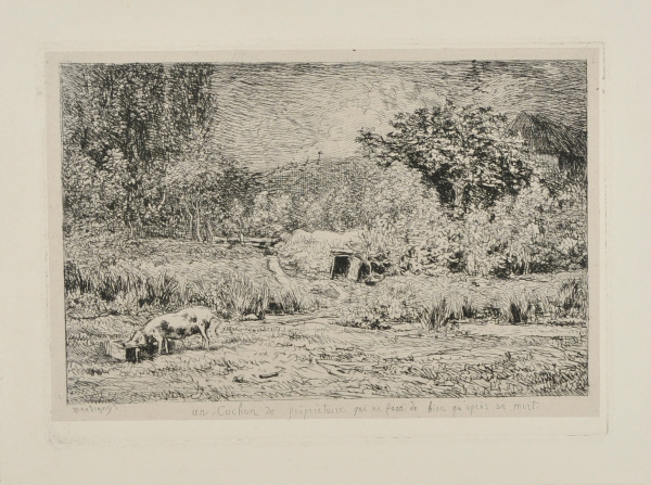 THE PIG IN AN ORCHARD
