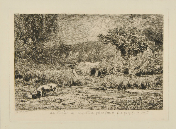 THE PIG IN AN ORCHARD