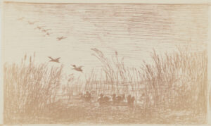 Le Marais aux canards