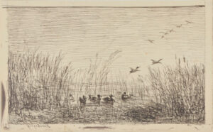 Le Marais aux canards