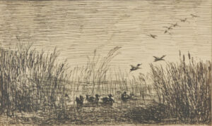 Le Marais aux canards