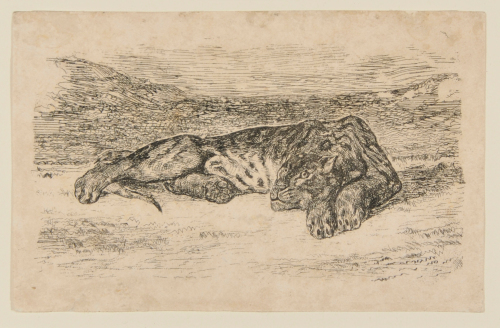 TIGER LYING IN THE DESERT