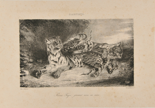 YOUNG TIGER PLAYING WITH ITS MOTHER