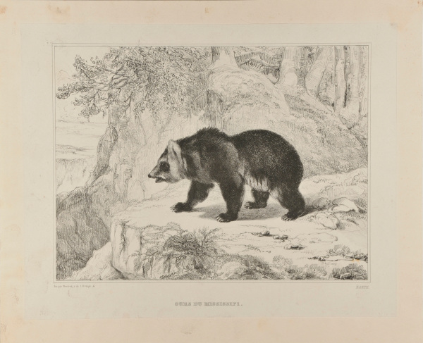 MISSISSIPPI BEAR