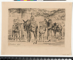 Feuilles d’ânes du Midi