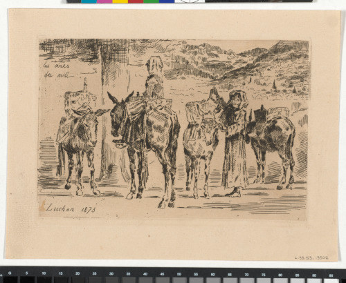 DONKEYS IN SOUTHERN FRANCE