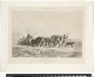 Attelage de boeufs (Haut-Dauphiné)