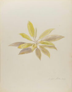 Leaves