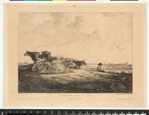 Vaches au Bord de l’Eau