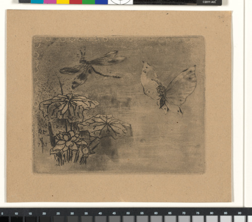 BOOKPLATE: BUTTERFLY AND DRAGONFLY