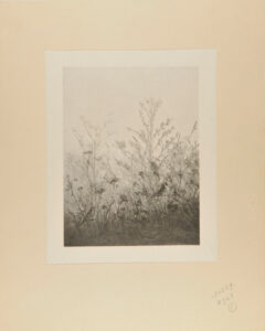 Birds Resting on Bushes