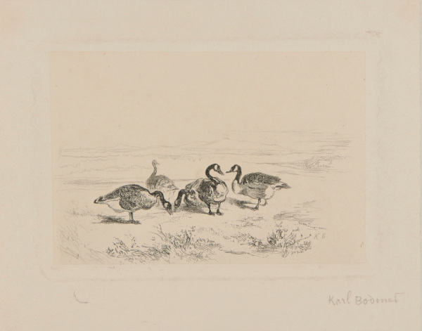 FIVE DUCKS AT THE EDGE OF A POND