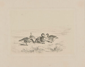 Cinq canards au bord d’une mare