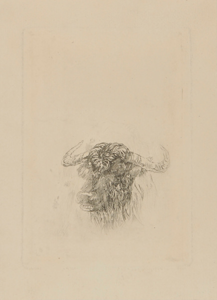 HEAD OF A BUFFALO