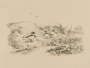 Trois canards au bord d’une rivière