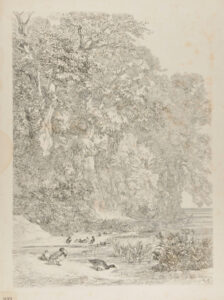 Forêt, avec des canards près d’une mare