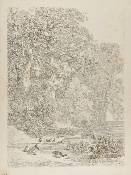 DUCKS NEXT TO A POND NEAR THE ENTRANCE TO A FOREST