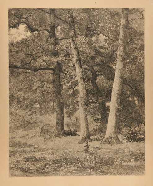 FOREST WITH THREE TREES