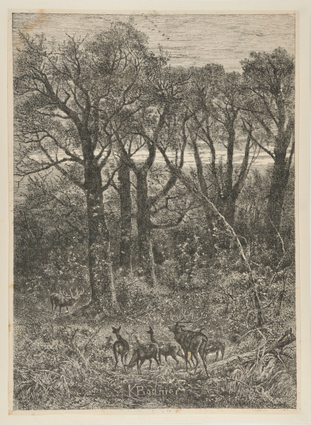 DEER IN THE WOODS
