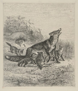 Angoisse et insouciance (renards)