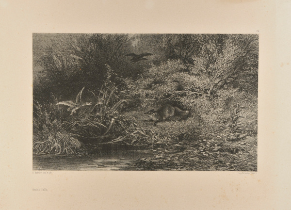 FOX AT WATCH