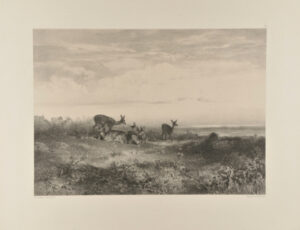 Quatre biches et un faon à la reposée