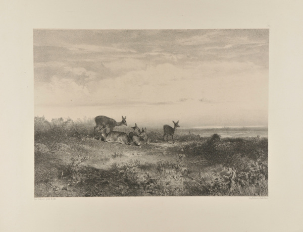 FOUR DOES AND A FAWN AT REST