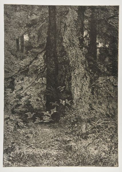 BIRDS IN FLIGHT IN FOREST