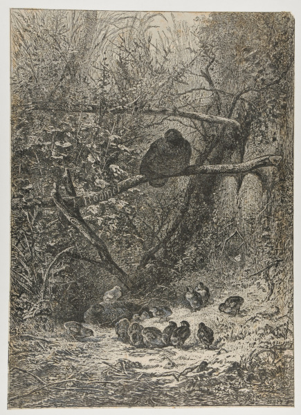 FAMILY OF PHEASANTS IN THE FOREST