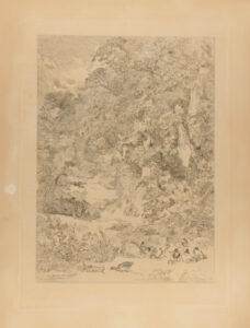 Ducks near a forest pool