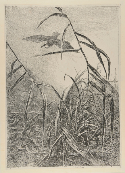 BIRD IN FLIGHT OVER MARSH