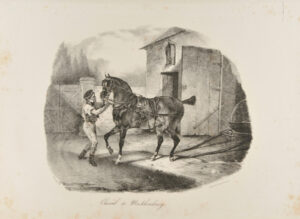 Cheval de Mecklembourg