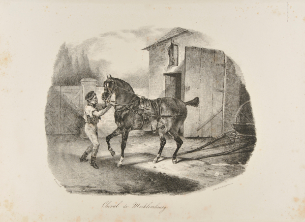 Cheval de Mecklembourg