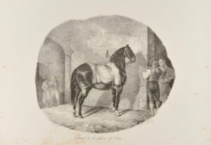 Cheval de la plaine de Caen