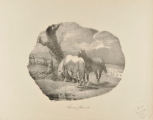 Chevaux flamands
