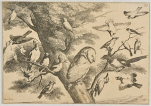 Birds Mobbing an Owl