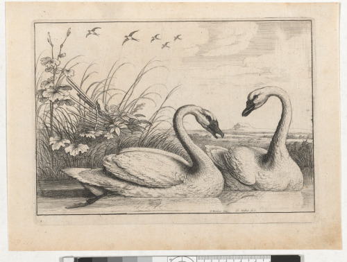 Two Swans