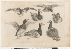 Seven Ducks