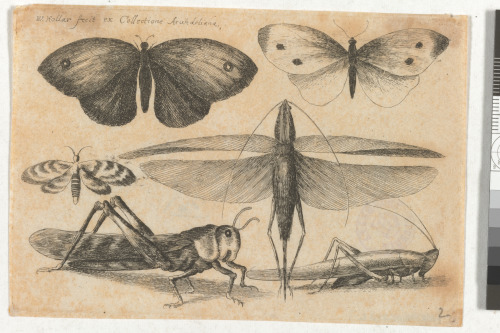 Two Butterflies and Grasshoppers