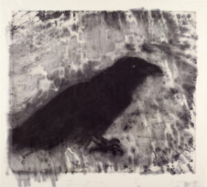 Raven on Lebanese Border