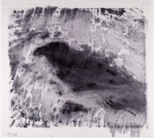 Raven on Lebanese Border - Image 2