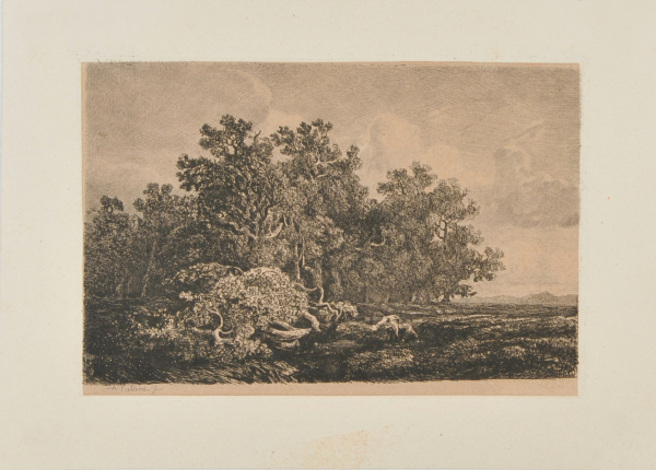 Oak Trees - Image 2