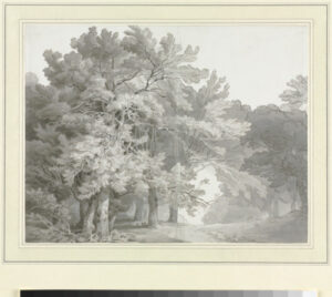 A Path through the Woods