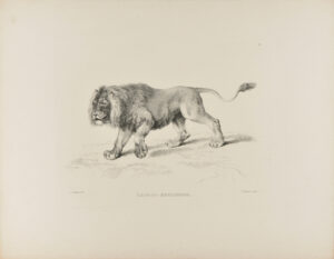 Lion after Reydinger