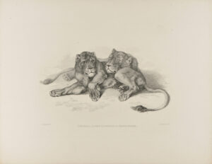 Senegal Lion & Lionness after Reydinger