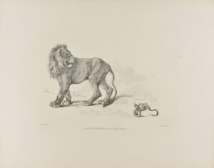 Lion and Snake after Nature