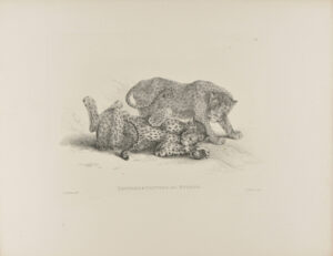 Leopard & Panther after Stubbs