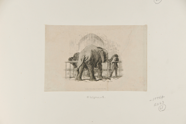 Elephant