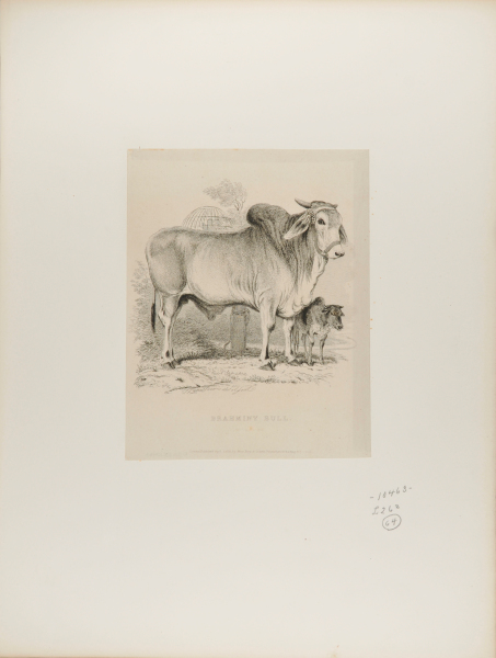 Brahminy Bull