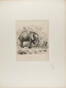 The African Elephant
